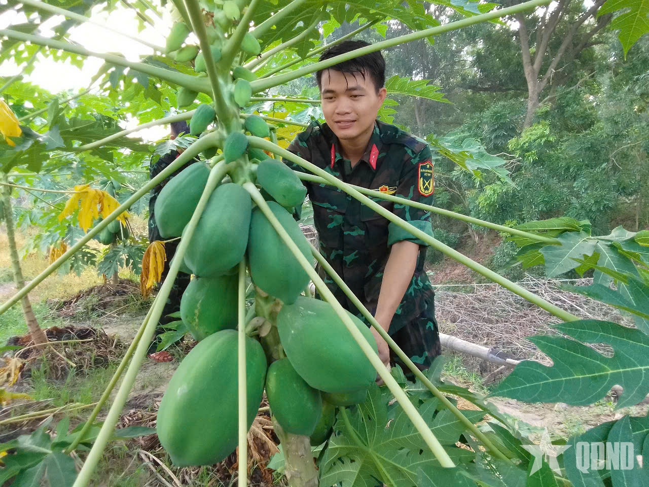 Tăng gia sản xuất hiệu quả, bền vững, phù hợp thực tế ở Sư đoàn 7 (Quân khu 7)